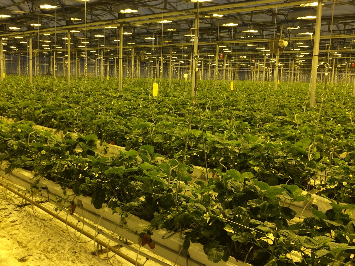 Les serres de La Frissonnante ont une superficie de quelque 28 000 mètres carrés.
