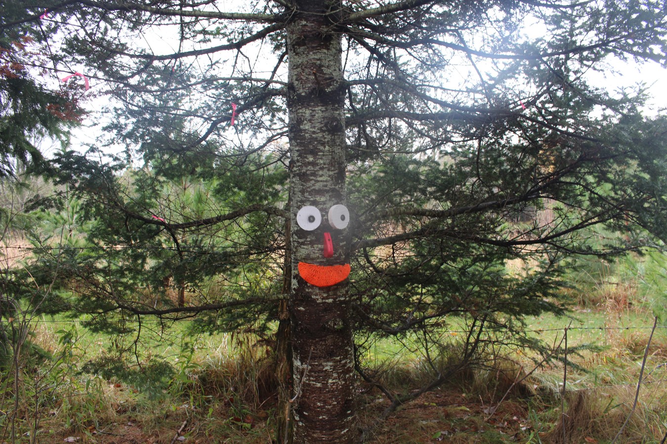L’emblème du sentier des Jeunes, l’arbre bonhomme.