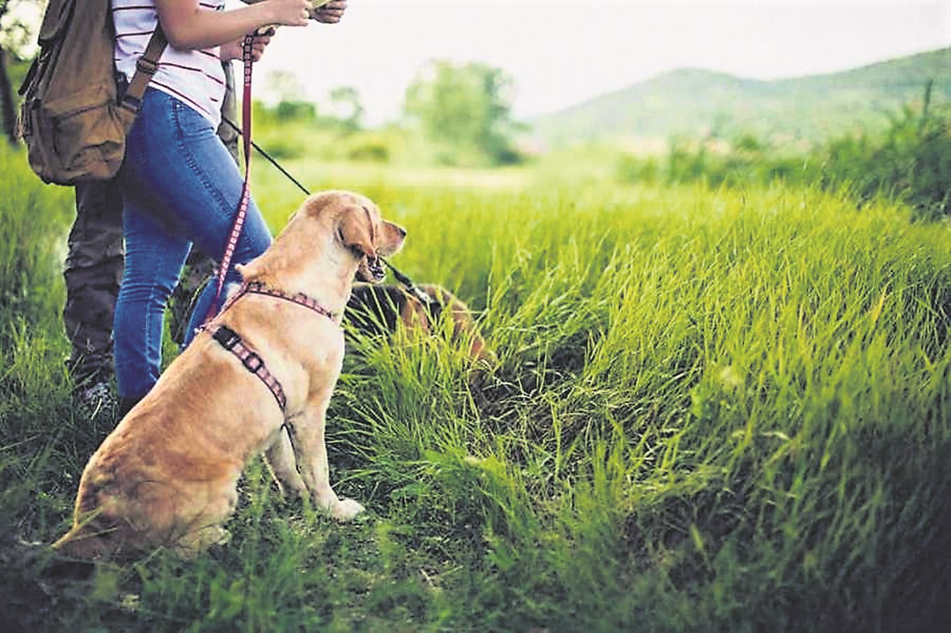 Les chiens au Parc régional du Mont Ham