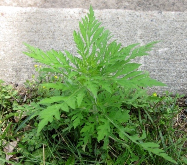 Campagne de sensibilisation à l’herbe à poux