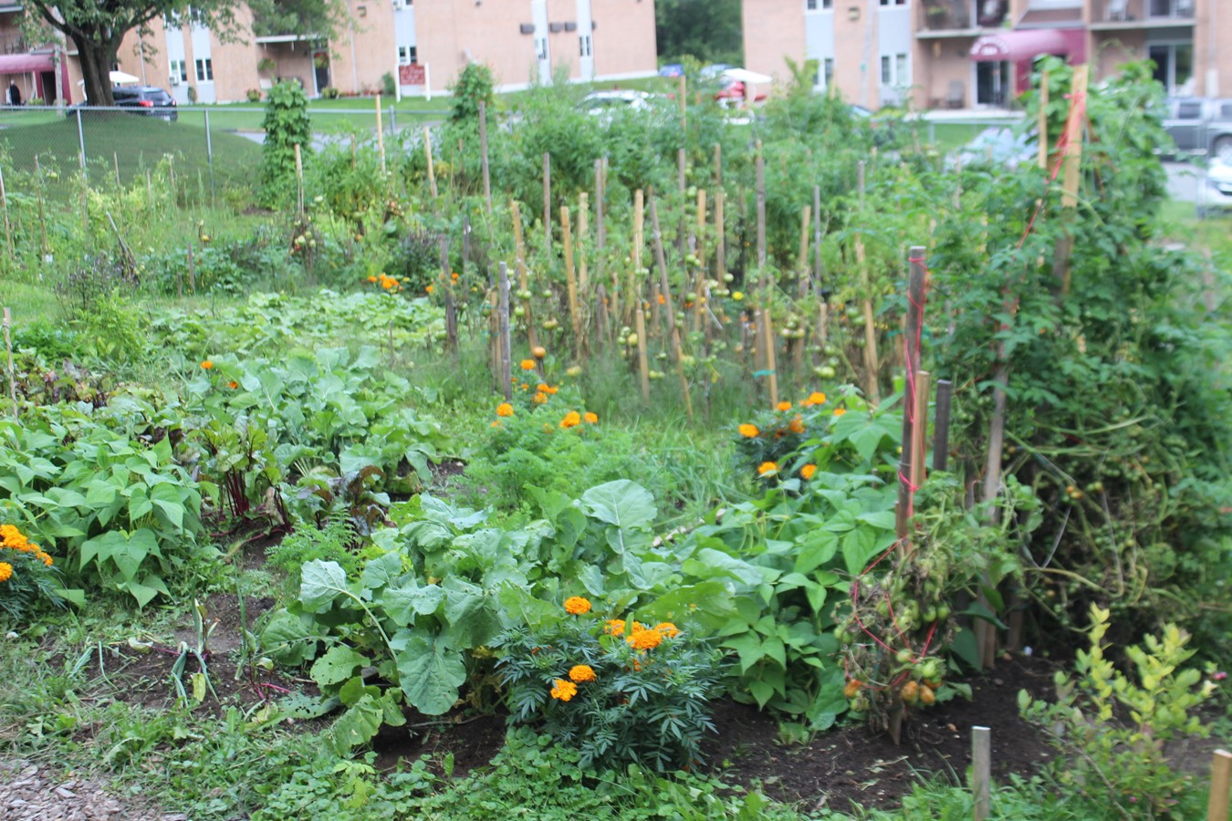 De l’espace, des fruits, des légumes bio, des plantes et le plaisir d’être ensemble