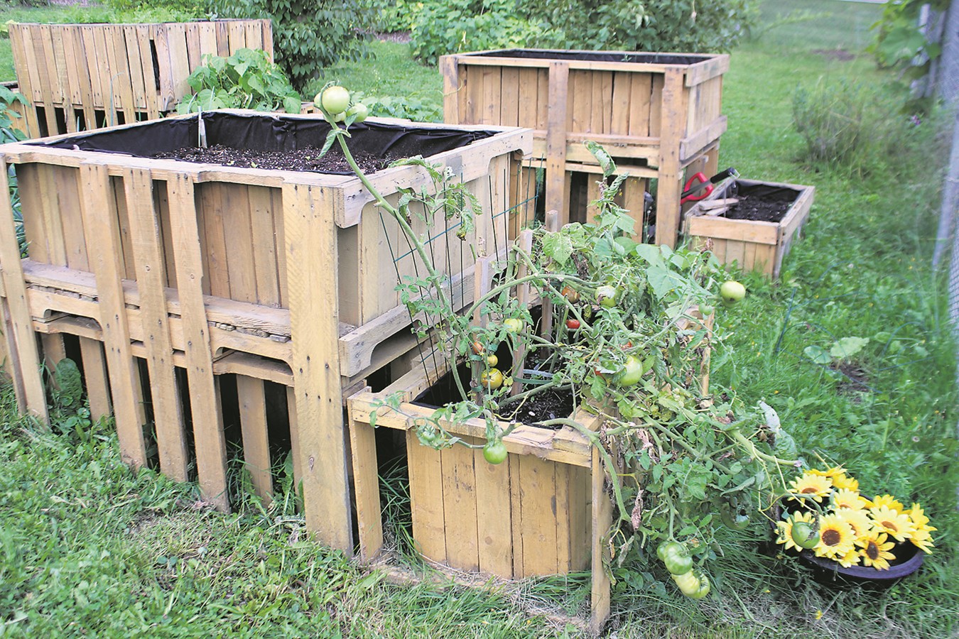 Le bois de Herwood a facilité le travail de René Bérard qui a permis d’offrir des bacs surélevés pratiques.