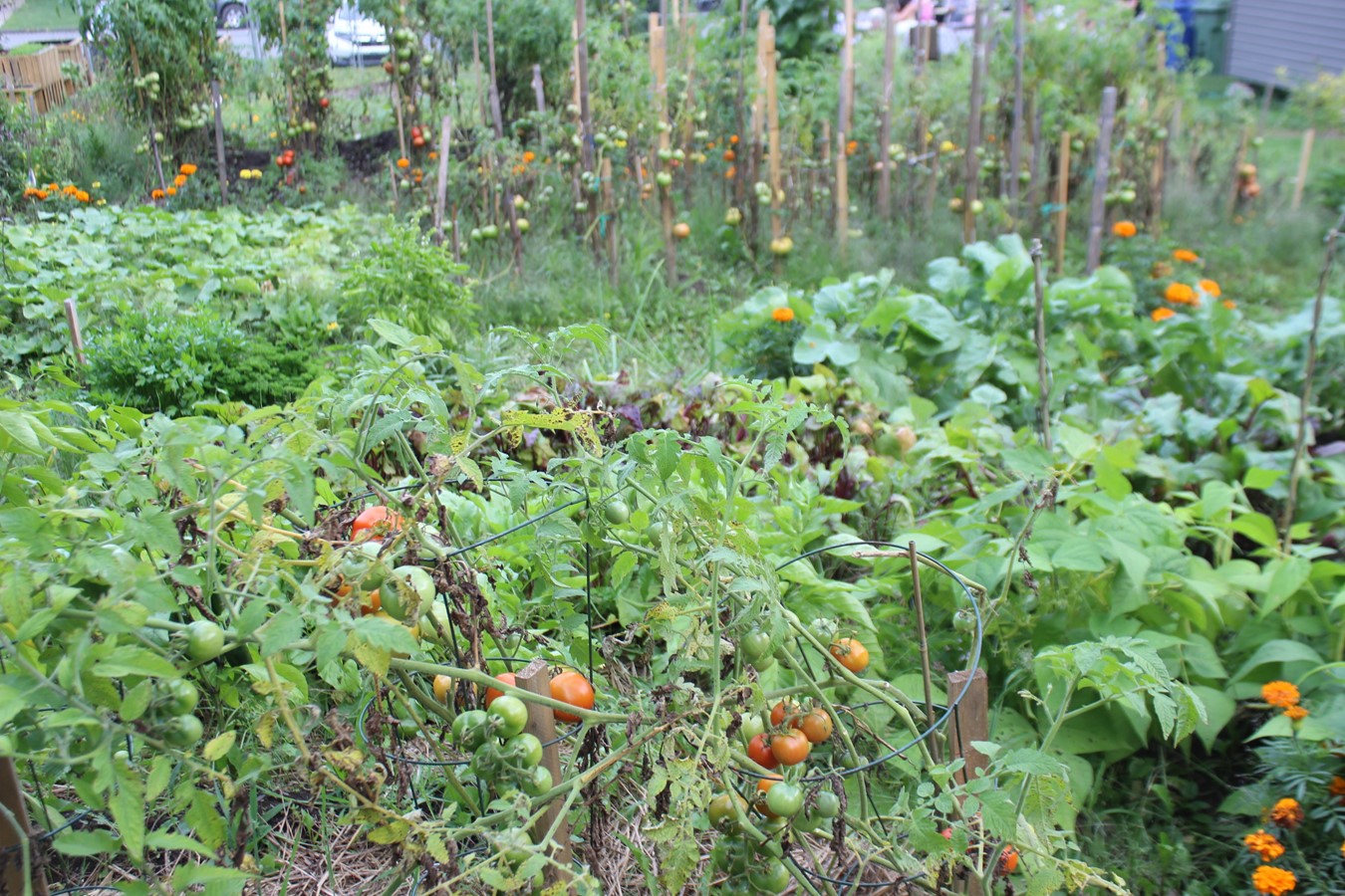 De l’espace, des fruits, des légumes bio, des plantes et le plaisir d’être ensemble