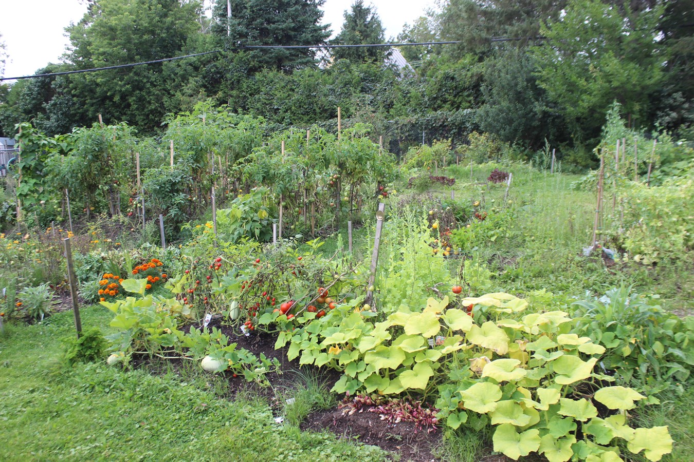 De l’espace, des fruits, des légumes bio, des plantes et le plaisir d’être ensemble