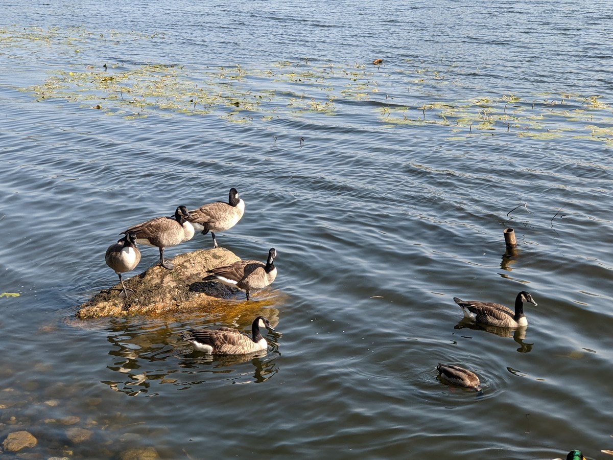 Un week-end favorable pour la 17e édition du Festival des Oiseaux migrateurs