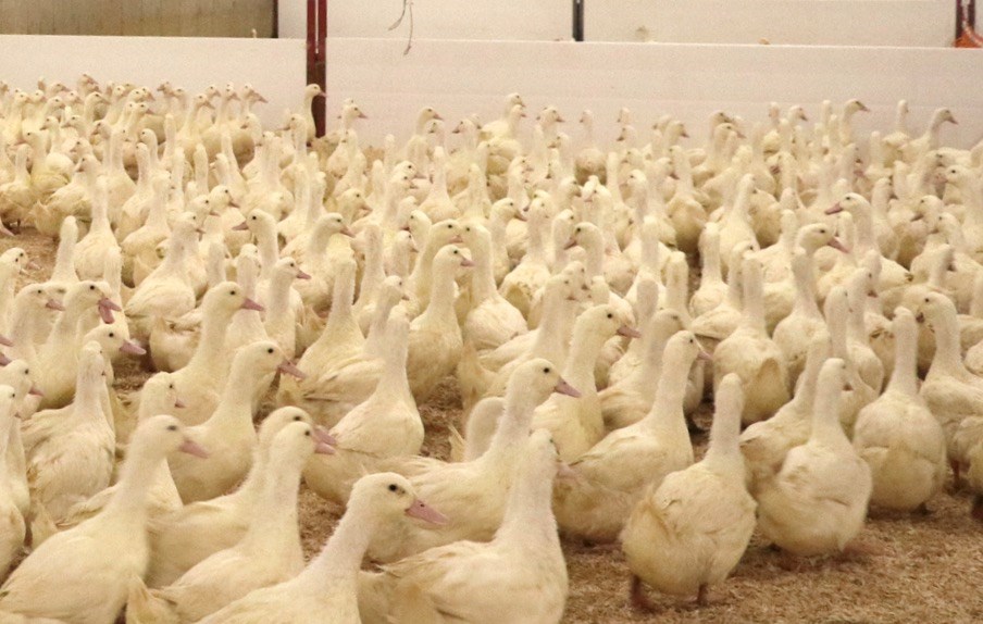 Confirmation d'un cas de grippe aviaire à Saint-Claude