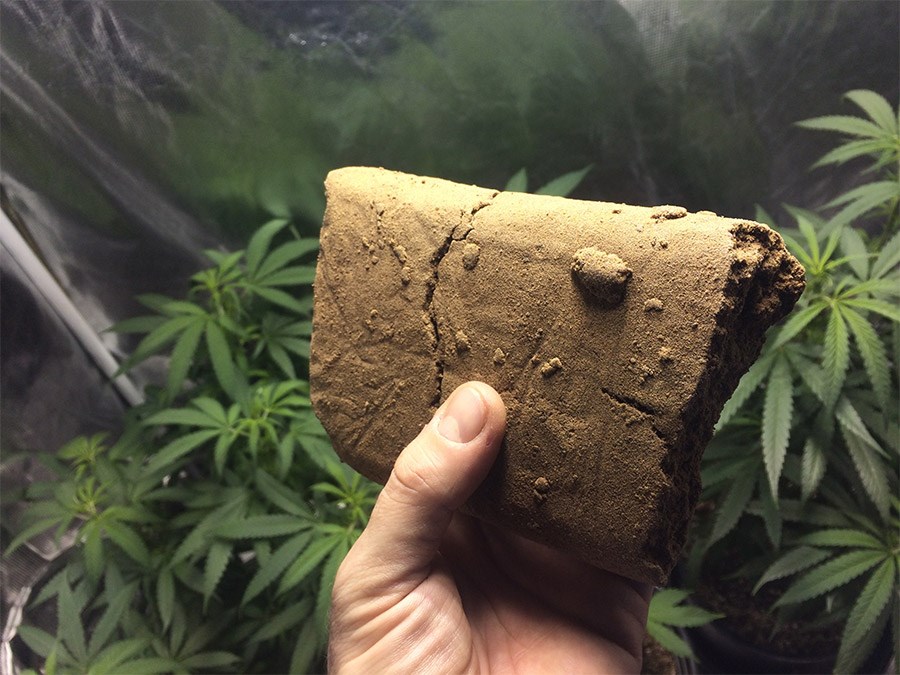 Contrebande de cannabis – Opération policière à Richmond