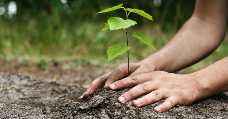 Des arbres gratuits pour les citoyens de Windsor