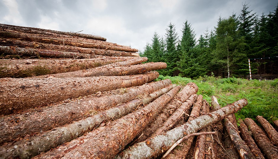 Domtar procédera à la récolte de peupliers hybrides sur son terrain