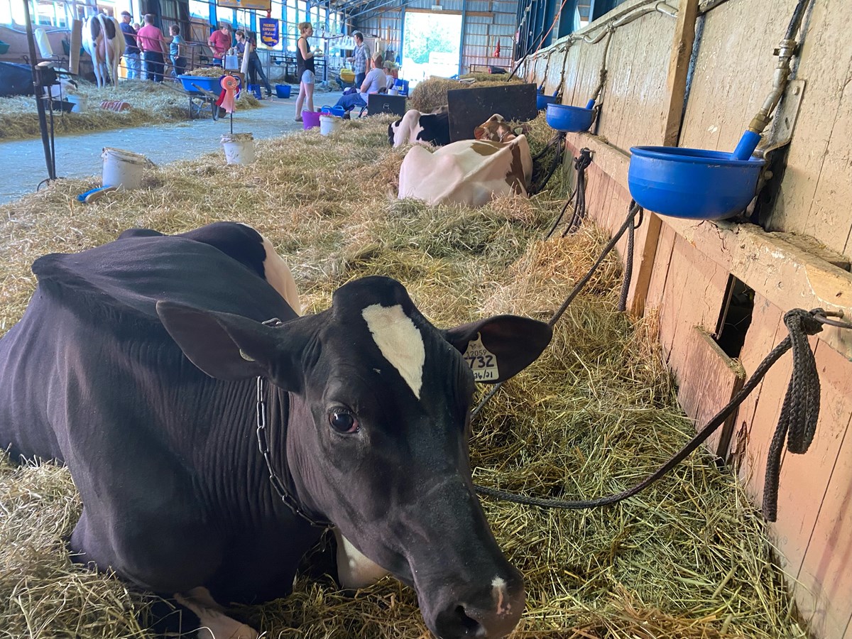 Plus de 20 000 visiteurs attendus pour l’Exposition agricole de Richmond