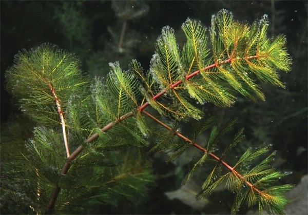 Myriophylle à épis — La lutte continue