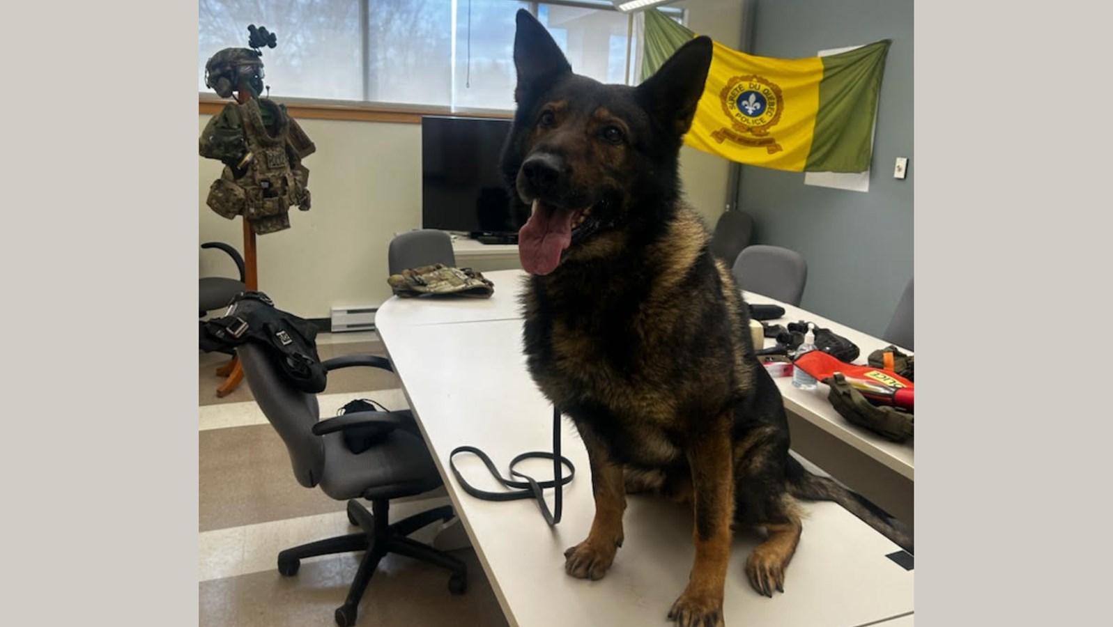 Le maître-chien de la Sureté du Québec et son acolyte canin du nom de Jet, ont contribué à l’arrestation d’un fuyard dans les Sources, le lundi 15 avril.