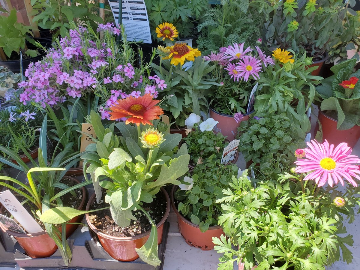 Vente de fleurs au profit du Centre d’art et de la Paroisse Sainte-Bibiane