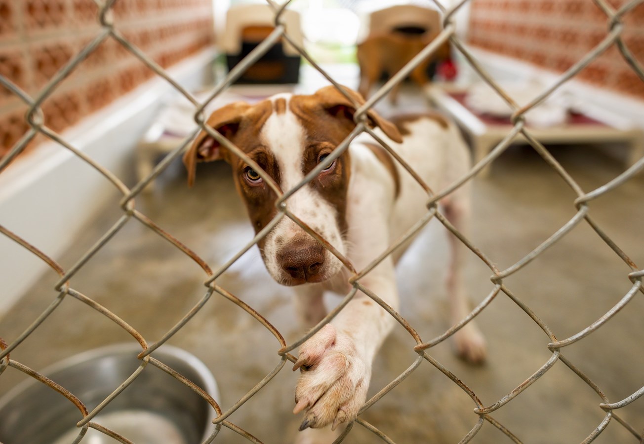 Depuis le début de la présente année, la SPA a accueilli au refuge 878 chats et 239 chiens.