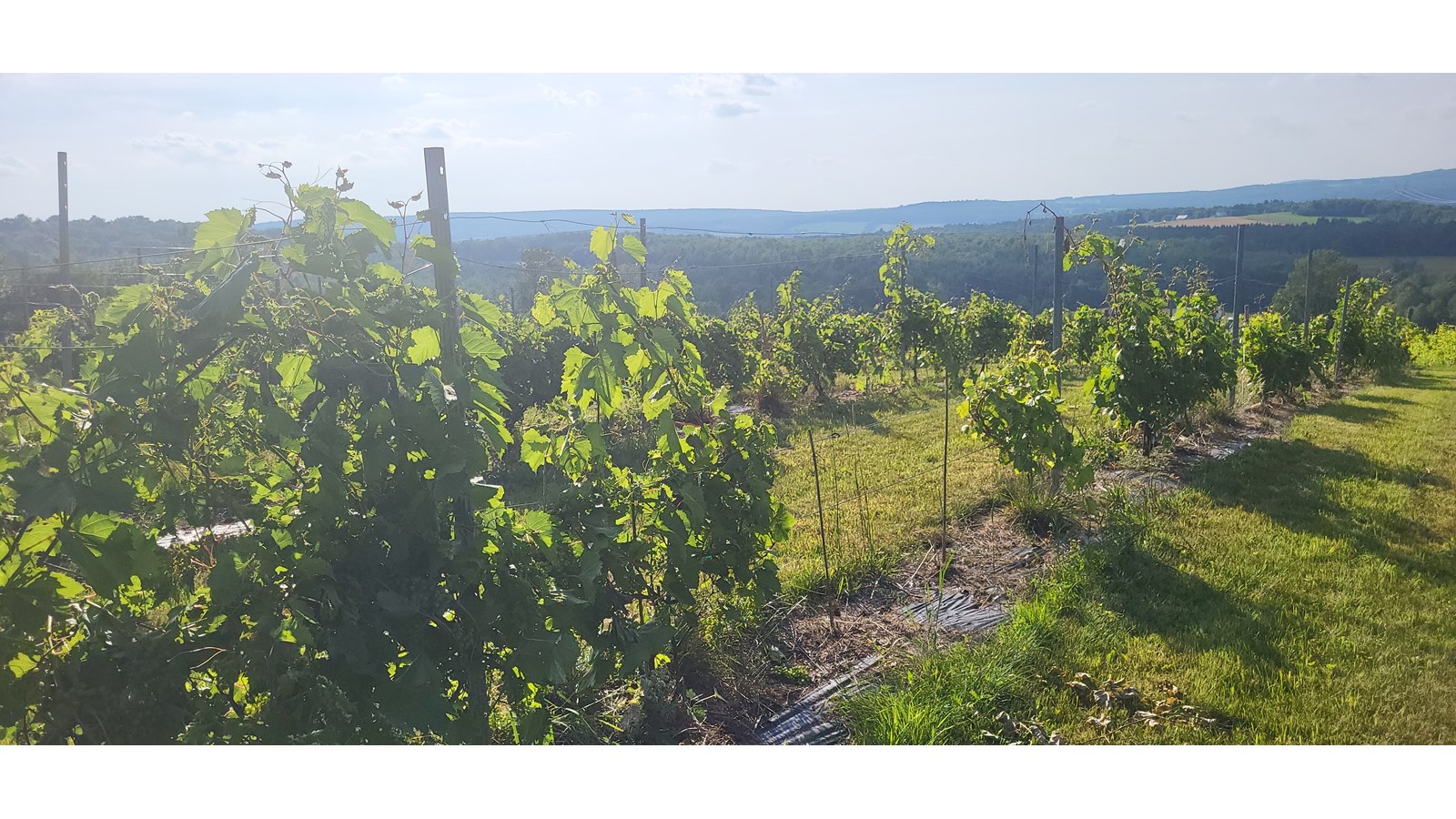 L’endroit, acquis par le couple formé de Claude Tardif et Manon Therrien, il y a de cela plus de 11 ans maintenant, fut transformé en vignoble par le duo d’entrepreneurs au fil des années.