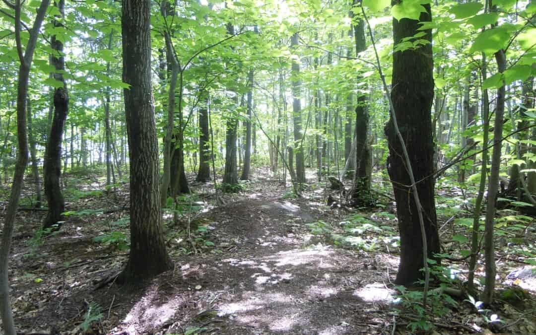 La forêt privée, moteur économique du Val-Saint-François