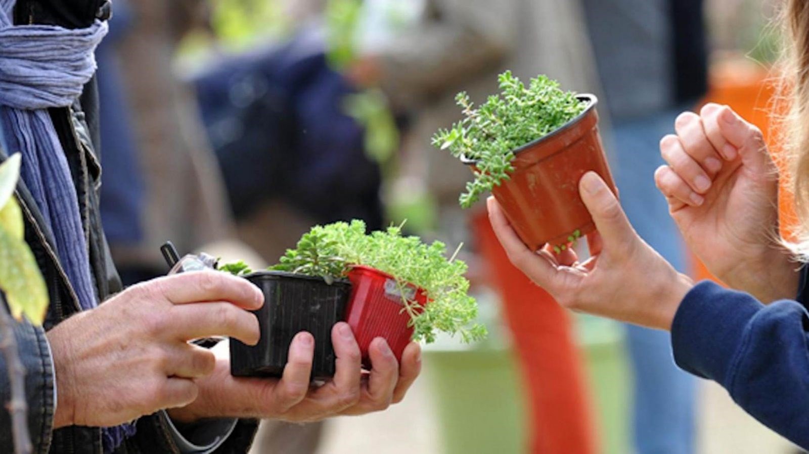 Échange de plants annuel au Marché Champêtre de Melbourne