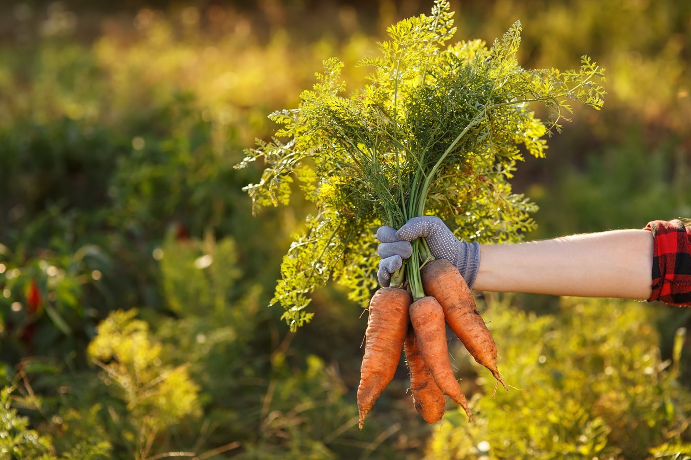 Des carottes pour Moisson Estrie grâce au travail des bénévoles