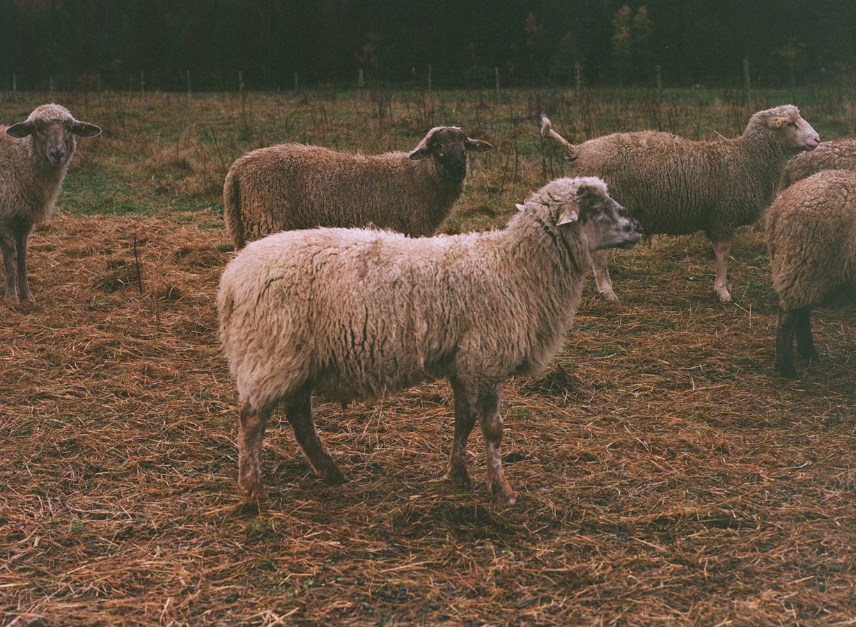 Une série de 20 portraits de producteurs agricoles et forestiers