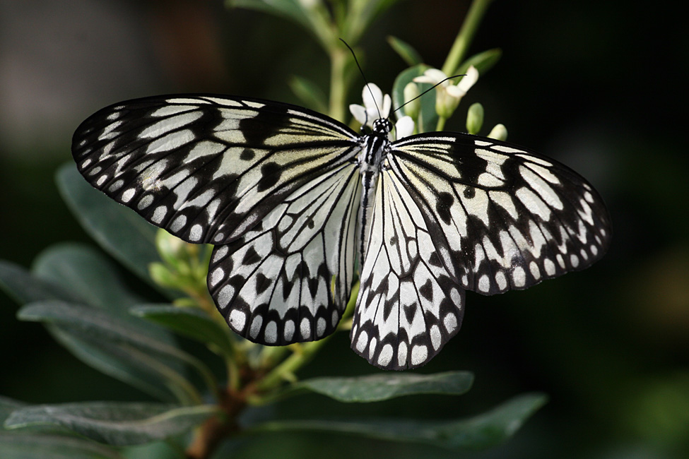 Ideopsis juventa