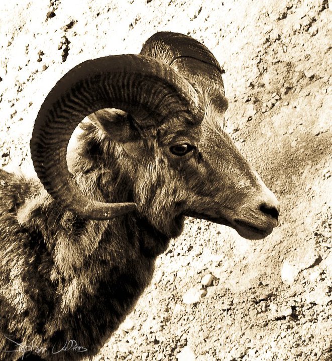 vie sauvage