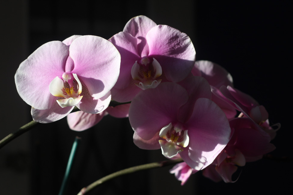 Orchidée du matin