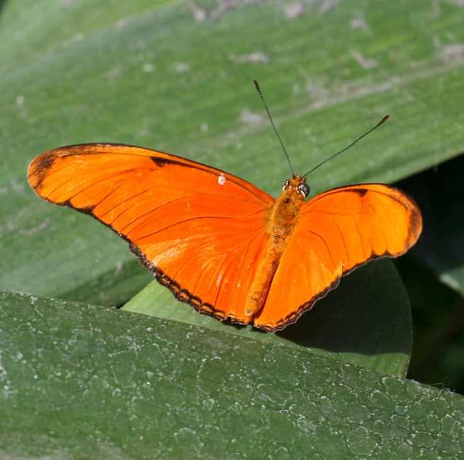 Papillon Flambeau