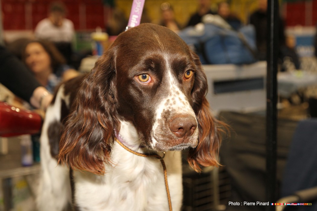 Expo Canine 2016
