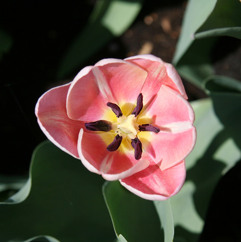 Fleurs du primtemps