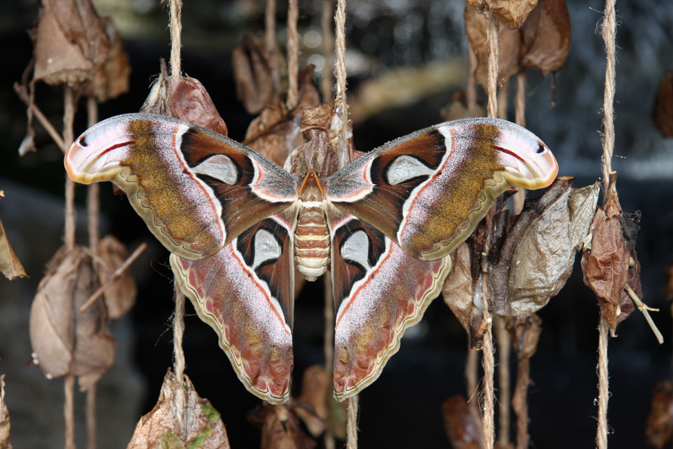 Papillon cobra