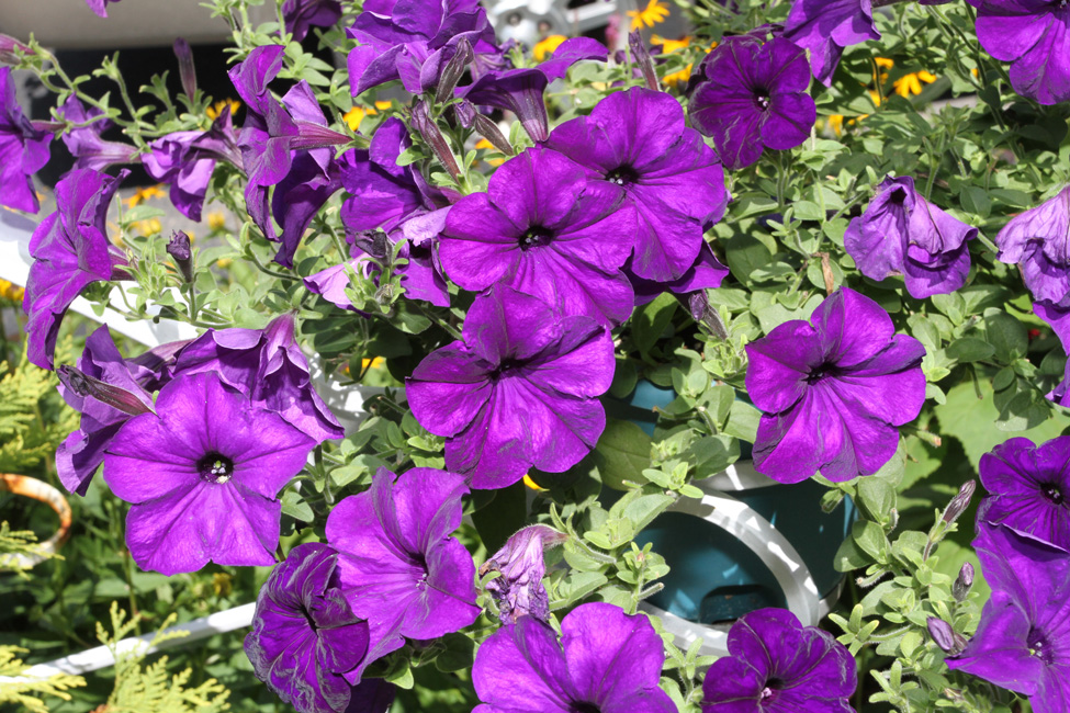 Windsor en fleurs