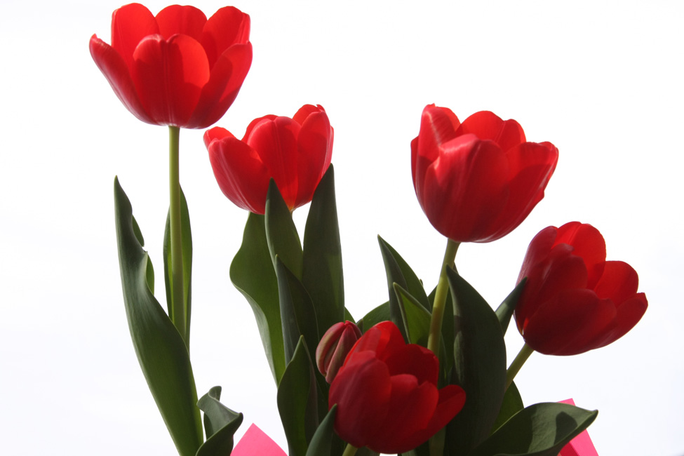 Tulipes