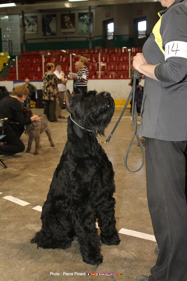 Expo canine 2016