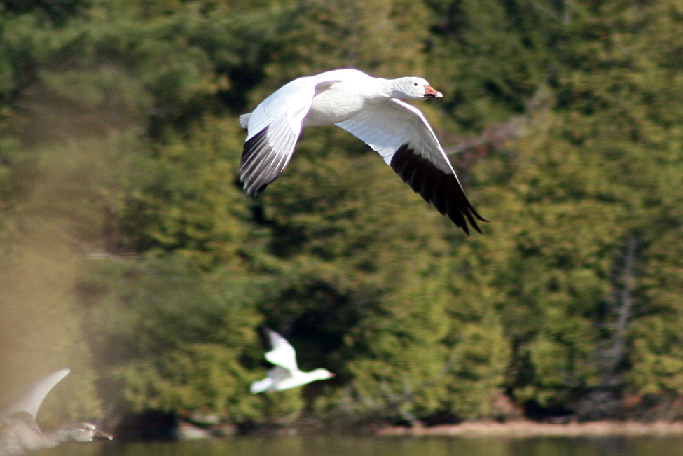 Vol d'oiseau à St-François