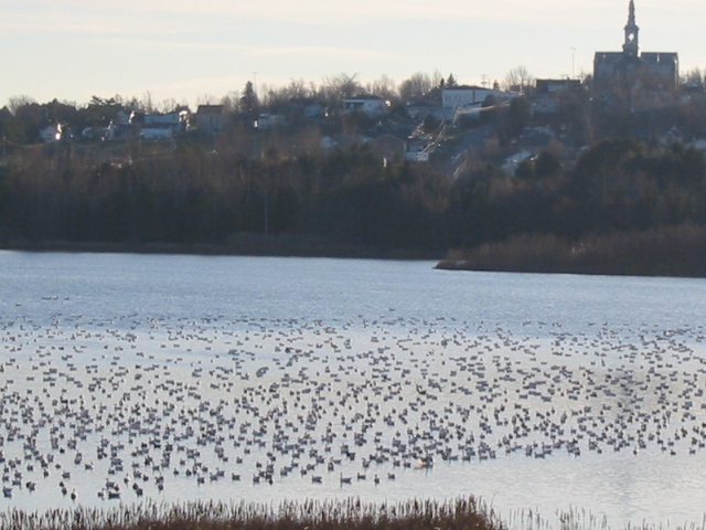 Oies des neiges 